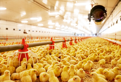Россельхознадзор запретил поставки птицеводческой продукции из двух департаментов Франции
