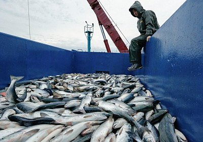 Экспорт рыбной продукции из РФ за 11 месяцев вырос на 13%